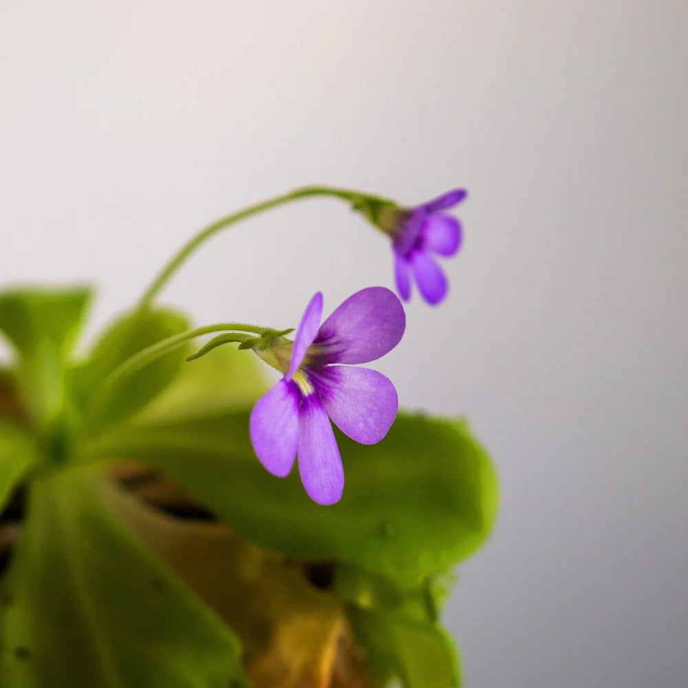 Fettkraut Poldinii Blumensamen zur Aussaat Wildblume Mischung Traditionssorte & ohne Gentechnik Samen Hausgarten