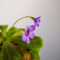Fettkraut Poldinii Blumensamen zur Aussaat Wildblume Mischung Traditionssorte & ohne Gentechnik Samen Hausgarten