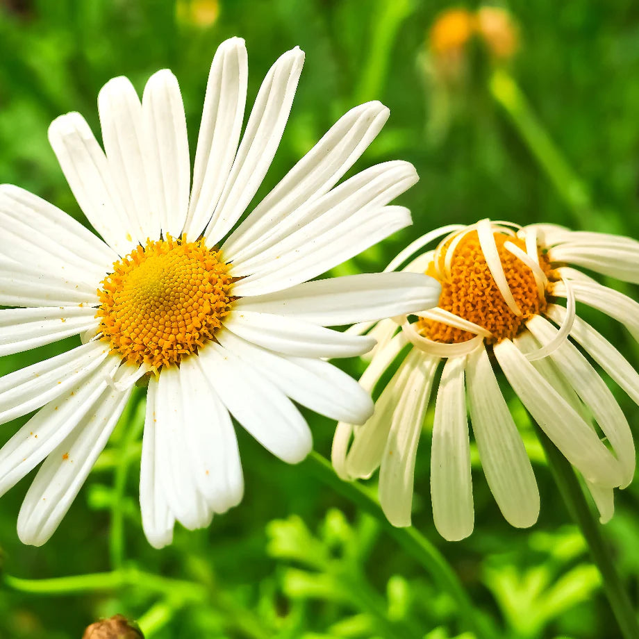Feverfew Blumensamen zur Aussaat leuchtend Traditionssorte & ohne Gentechnik Samen Hausgarten