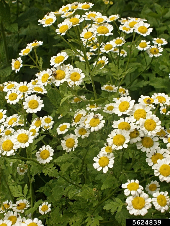 Feverfew white daisy Blumen grown from Samen in a Garten border