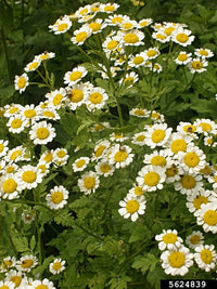 Feverfew white daisy Blumen grown from Samen in a Garten border