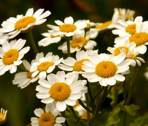 White Feverfew Blumen close-up in bloom