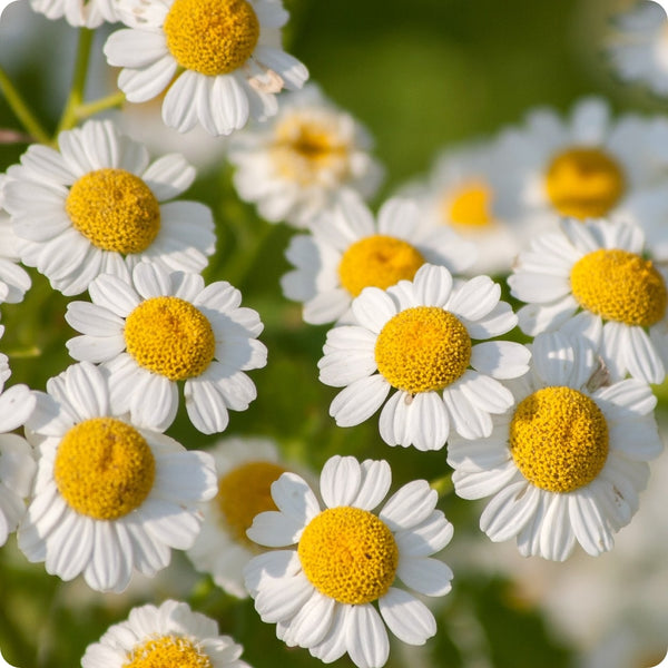Feverfew Samen Tanacetum parthenium white daisy Blumen