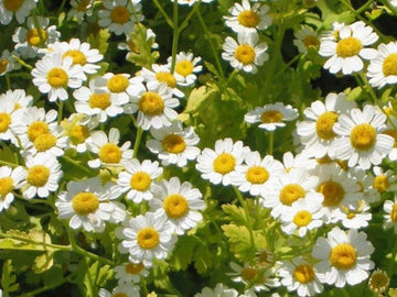Feverfew Tanacetum parthenium Kraut Blume Samen for Aussaat