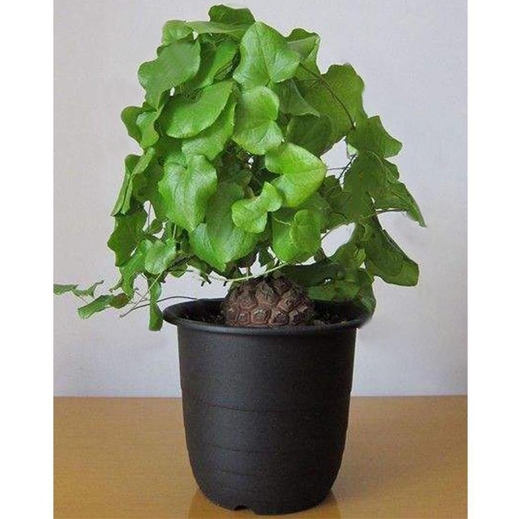 Dioscorea elephantipes yam blume samen for anpflanzung - drought tolerant, heirloom & gmo free samen for home garten
 
 sale samen for home garten