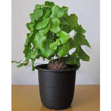Dioscorea elephantipes yam blume samen for anpflanzung - drought tolerant, heirloom & gmo free samen for home garten
 
 sale samen for home garten