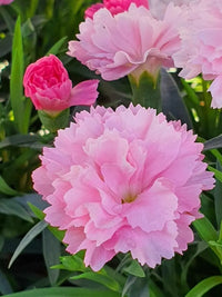 Rosa Caryophyllus Blumensamen zur Aussaat – Halbschatten verträglich – Traditionssorte & ohne Gentechnik Samen Hausgarten