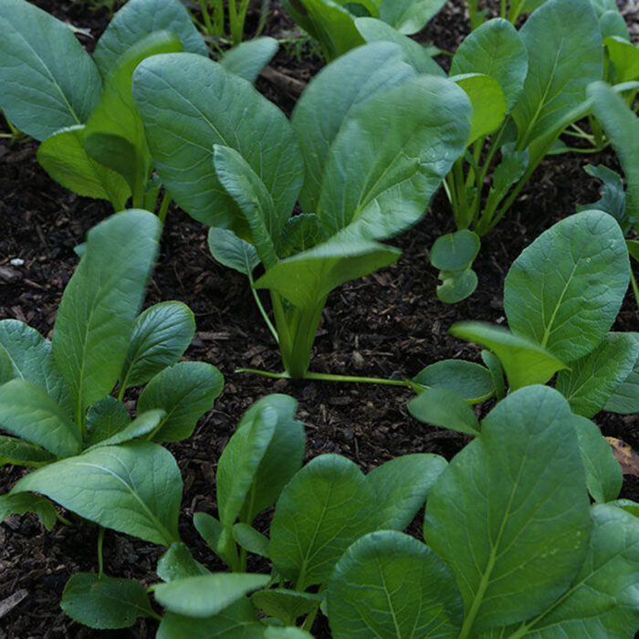 Green Pak Choi Samen for Gemüse Planting