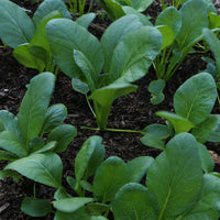 Green Pak Choi Samen for Gemüse Planting