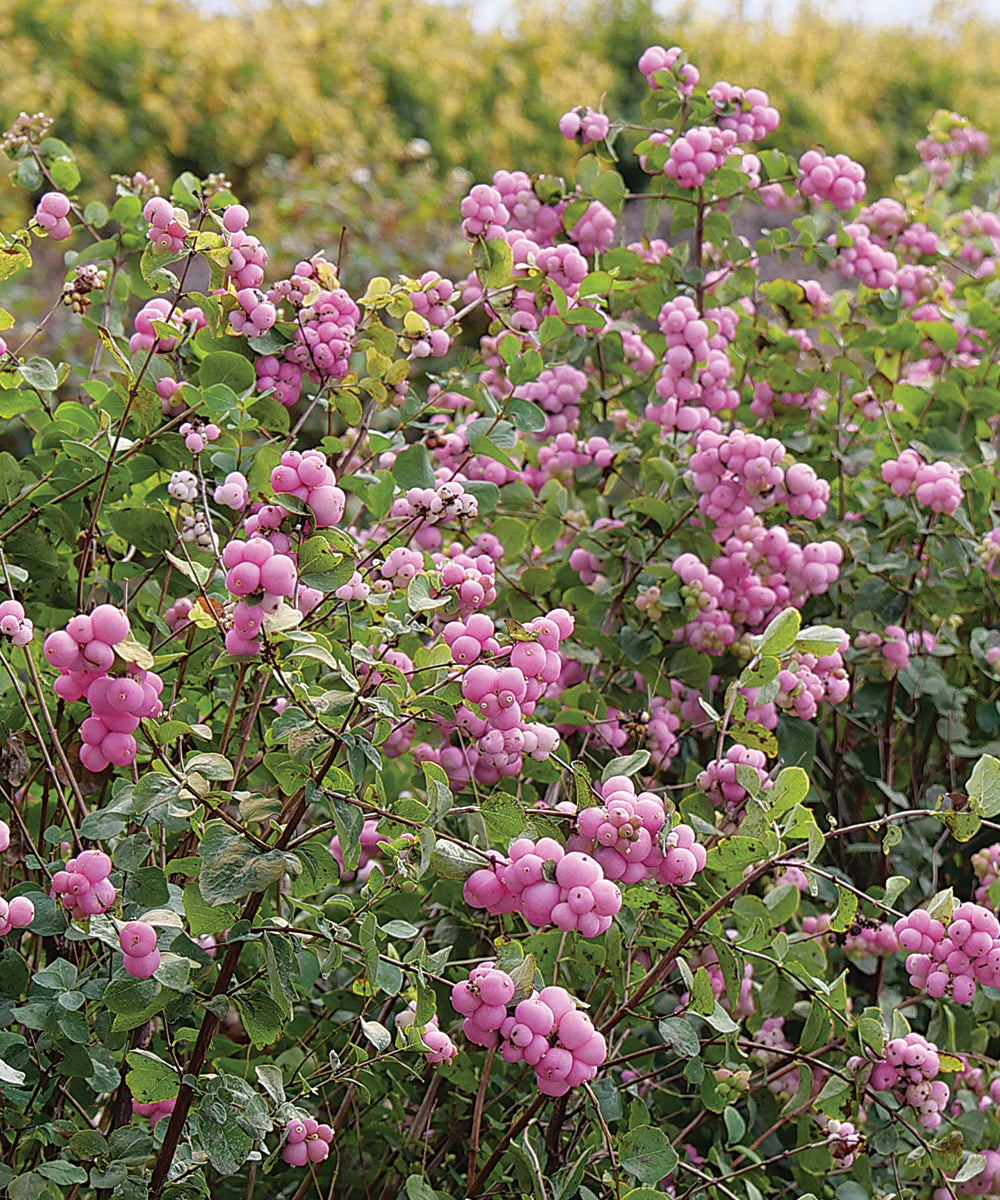 Coralberry Blumensamen zur Aussaat sonnenliebend Traditionssorte & ohne Gentechnik Samen Hausgarten