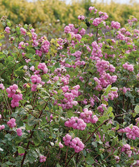 Coralberry Blumensamen zur Aussaat sonnenliebend Traditionssorte & ohne Gentechnik Samen Hausgarten