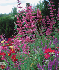 wandering charivnyk samen rare ornamental or Kräuterpflanzeaceous variety