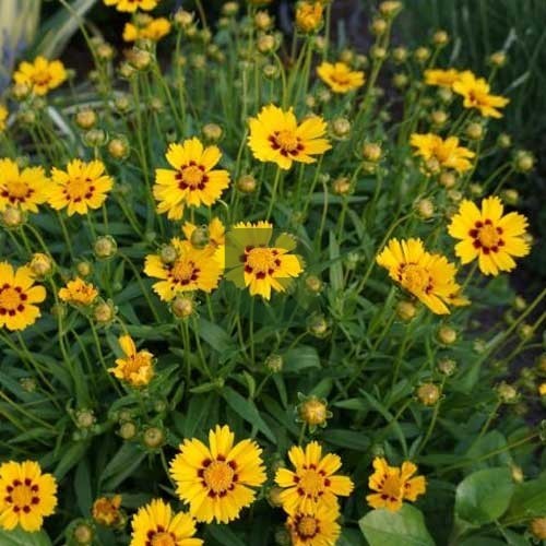 Calliopsis Blumensamen zur Aussaat – duftend Blüten – Traditionssorte & ohne Gentechnik Samen Hausgarten