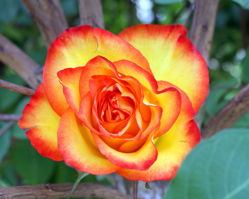 Rot Rose Blume Samen zur Aussaat Kollektion
