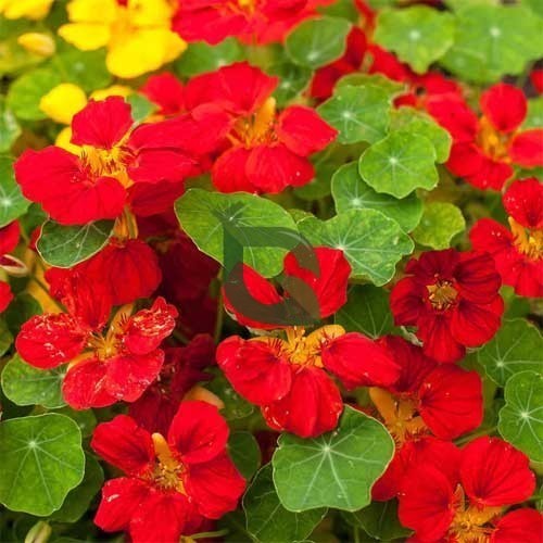 dunkel Rot Kapuzinerkresse Blumensamen Bestäuber freundlich Traditionssorte & ohne Gentechnik Samen Hausgarten
