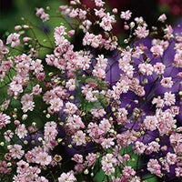 Rose Rosa Gypsophila Paniculata Blumensamen zur Aussaat Drought verträglich Traditionssorte & ohne Gentechnik Samen Hausgarten