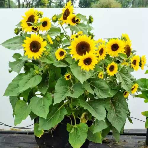 dunkel Gelb Mini Sonnenblume Samen zur Aussaat – hochwertige Qualitäts- Traditionssorte & ohne Gentechnik Samen Hausgarten