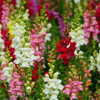 Antirrhinum Blumensamen zur Aussaat Bestäuber freundlich Traditionssorte & ohne Gentechnik Samen Hausgarten