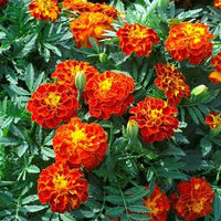 Rot Weiß Studentenblume Blumensamen zur Aussaat Garten beliebt Traditionssorte & ohne Gentechnik Samen Hausgarten
