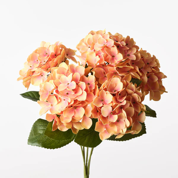 hell Orange Hortensie Blumensamen zur Aussaat – hochwertige Qualitäts- – Traditionssorte & ohne Gentechnik Samen Hausgarten