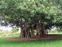 Ficus-Benghalensis Samen für einfaches Anpflanzen