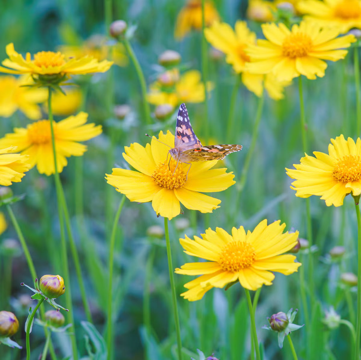 Gelb Coreopsis Blumensamen zur Aussaat – hochwertige Qualitäts- – Traditionssorte & ohne Gentechnik Samen Hausgarten