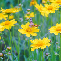 Gelb Coreopsis Blumensamen zur Aussaat – hochwertige Qualitäts- – Traditionssorte & ohne Gentechnik Samen Hausgarten