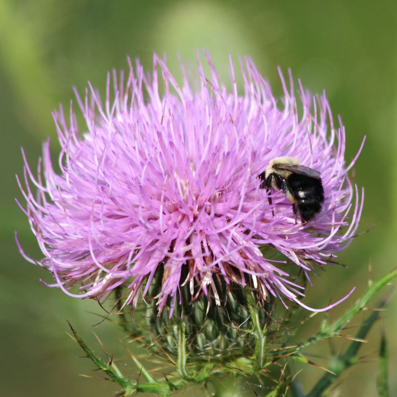 Cirsium Muticum Blumensamen zur Aussaat – Drought verträglich – Traditionssorte & ohne Gentechnik Samen Hausgarten