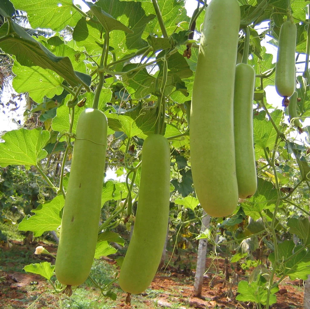 Bottle Gourd Lagenaria siceraria Gemüsesamen