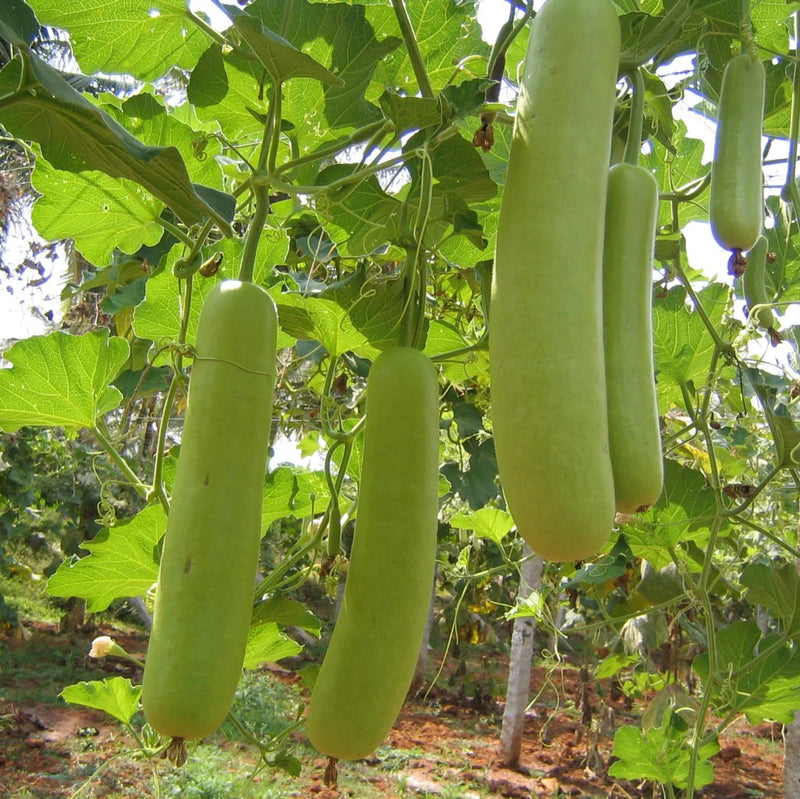 Bottle Gourd Lagenaria siceraria Gemüsesamen