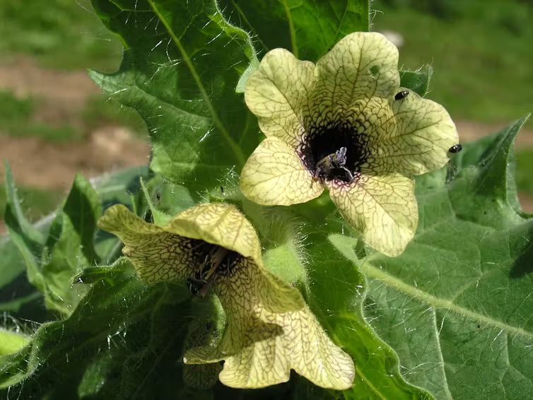 Creme Henbane Samen zur Aussaat