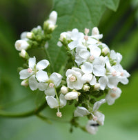 Glade Mallow Blumensamen zur Aussaat lang Blüte Saison Traditionssorte & ohne Gentechnik Samen Hausgarten