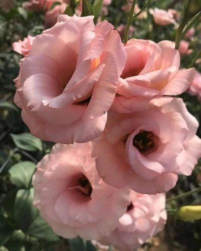Rosa Caryophyllus Blumensamen zur Aussaat – Drought verträglich – Traditionssorte & ohne Gentechnik Samen Hausgarten