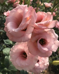 Rosa Caryophyllus Blumensamen zur Aussaat – Drought verträglich – Traditionssorte & ohne Gentechnik Samen Hausgarten