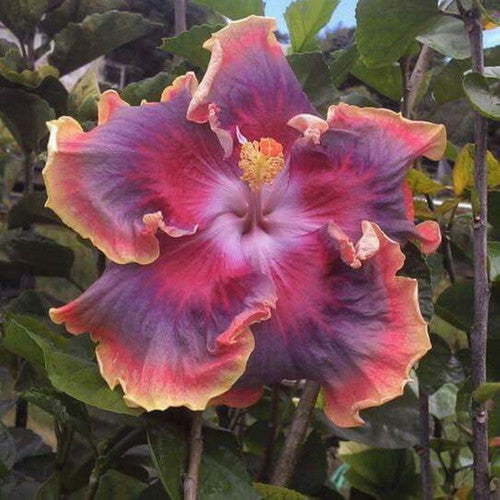 Blau Hibiskus Blumensamen zur Aussaat Halbschatten verträglich Traditionssorte & ohne Gentechnik Samen Hausgarten
