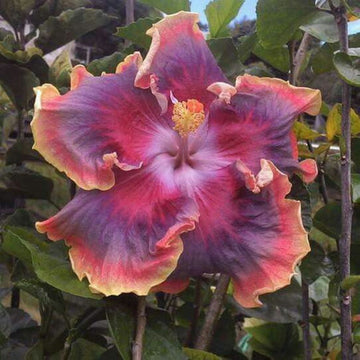 Blau Hibiskus Blumensamen zur Aussaat Halbschatten verträglich Traditionssorte & ohne Gentechnik Samen Hausgarten