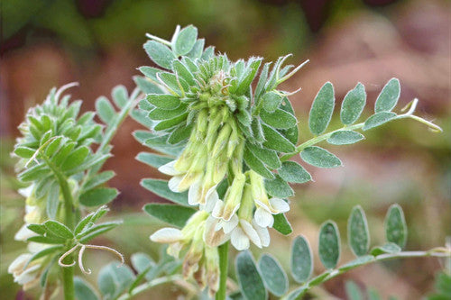 Weiß Wicke Blumensamen – Traditionssorte & ohne Gentechnik DroughtTolerant Blüten Haus Gärten