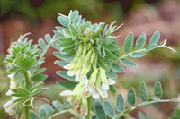 Weiß Wicke Blumensamen – Traditionssorte & ohne Gentechnik DroughtTolerant Blüten Haus Gärten