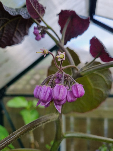 Cyphomandra Blumensamen zur Aussaat – Bestäuber freundlich – Traditionssorte & ohne Gentechnik Samen Hausgarten