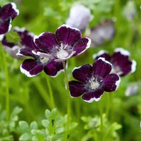Schwarz Menziesii Blumensamen zur Aussaat – Traditionssorte – ohne Gentechnik – Keimung Border Garten Samen