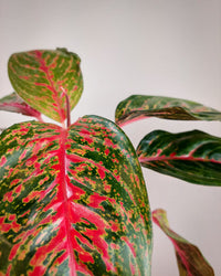 Rot Aglaonema Blumensamen zur Aussaat – Wildblume Mischung – Traditionssorte & ohne Gentechnik Samen Hausgarten