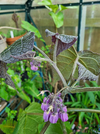 Cyphomandra Blumensamen zur Aussaat – Bestäuber freundlich – Traditionssorte & ohne Gentechnik Samen Hausgarten