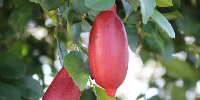 Graines de limette doigt pour une plantation facile