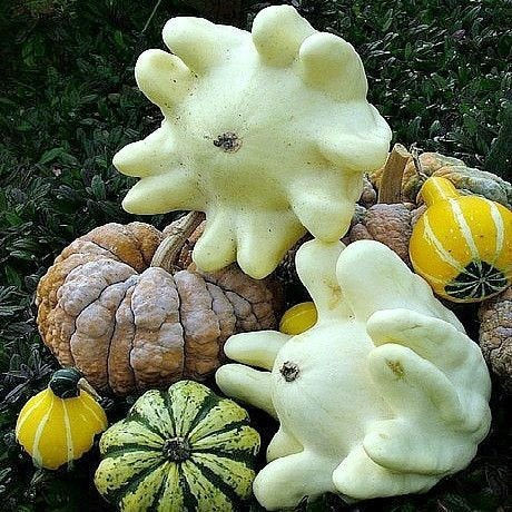 Finger squash samen cucurbita moschata für aussaat