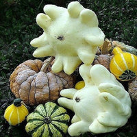 Finger squash samen cucurbita moschata für aussaat
