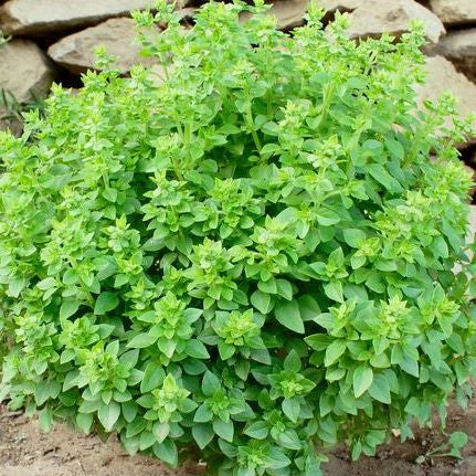 Fino Verde Basil grown from Samen thriving in small Garten containers