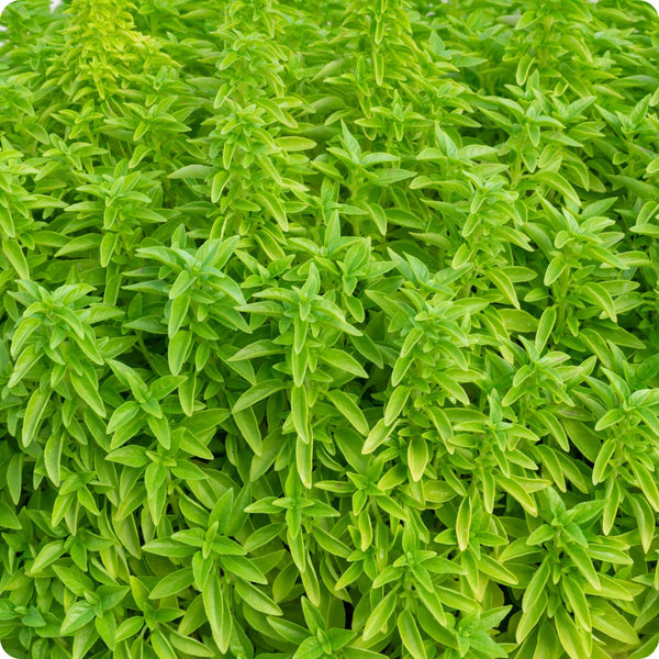 Fino Verde Basil Samen Ocimum basilicum forming compact dwarf Pflanzen