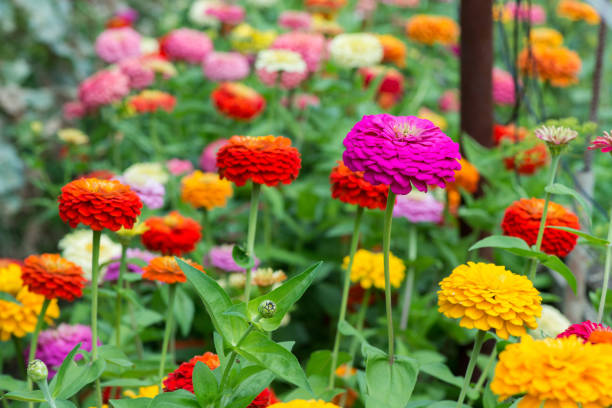 Zinnie Colorato Giallo Samen leuchtend Gelb Zinnie Blüten