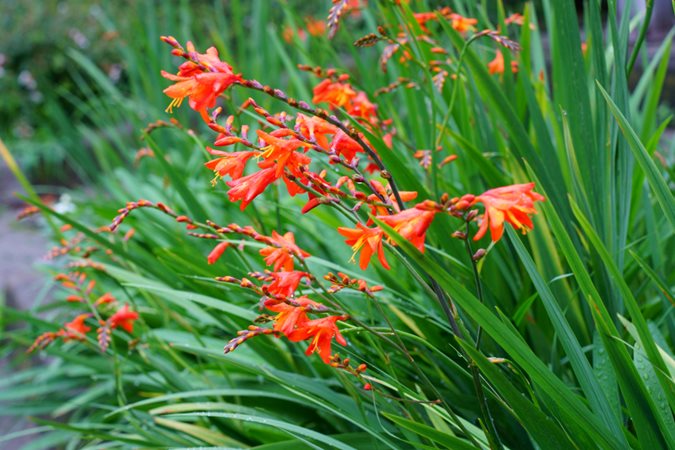 Crocosmia Montbretia Blumensamen zur Aussaat leuchtend Traditionssorte & ohne Gentechnik Samen Hausgarten
