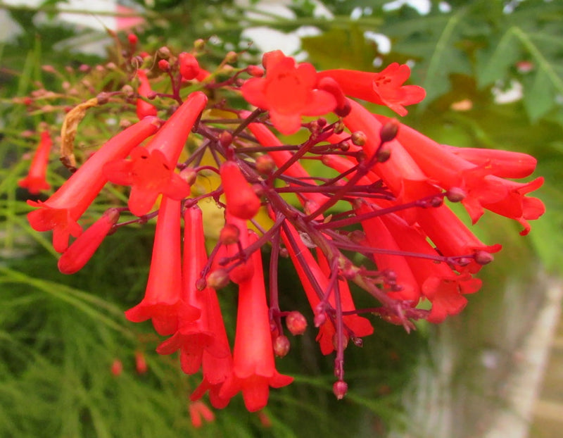 Russelia blume samen for anpflanzung sun loving heirloom & gmo free samen for home garten 
 
 sale for anpflanzung in home garten